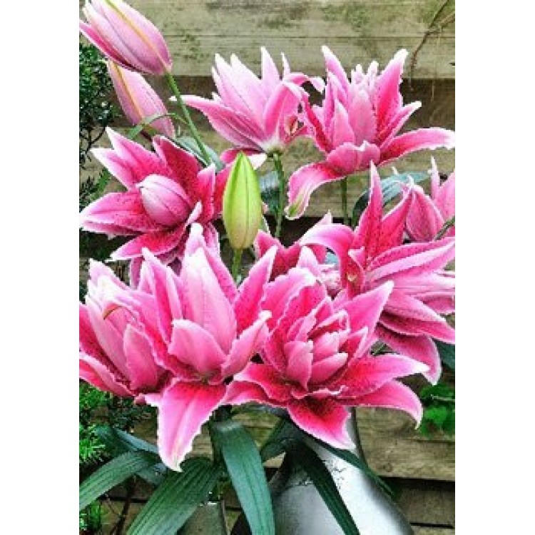 Sale Lilia Double
Sale Lilia Double