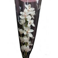 Cymbidium orchid white
