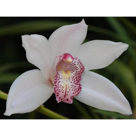 Купить белую орхидею недорого с доставкой по СПб