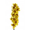 Cymbidium Orchid Yellow
