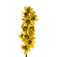 Cymbidium Orchid Yellow
