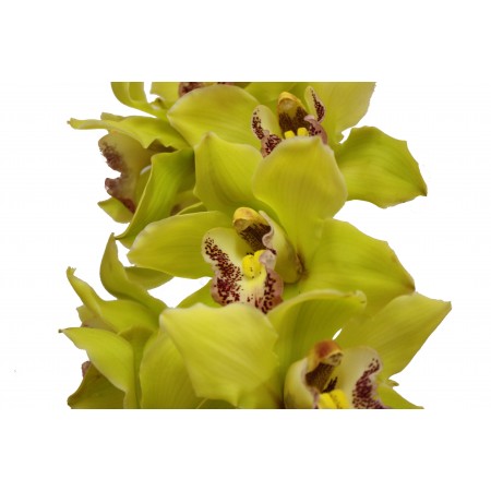 Купить желтую орхидею с доставкой недорого