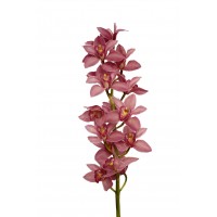 Cymbidium Orchid

