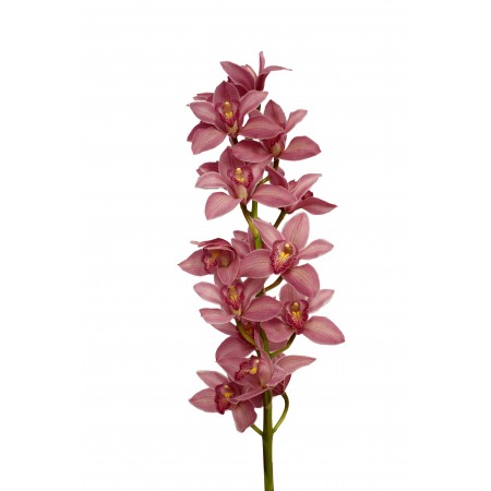Купить розовую орхидею с доставкой по СПб