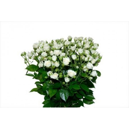 Белая кустовая роза 70 см