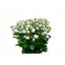 Sale Rose bush 70 cm branch white