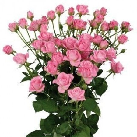 Розовая кустовая роза 70 см