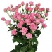 Sale Rose bush 70 cm branch