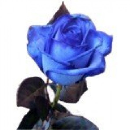 Заказ и доставка в Санкт-Петербурге синих роз