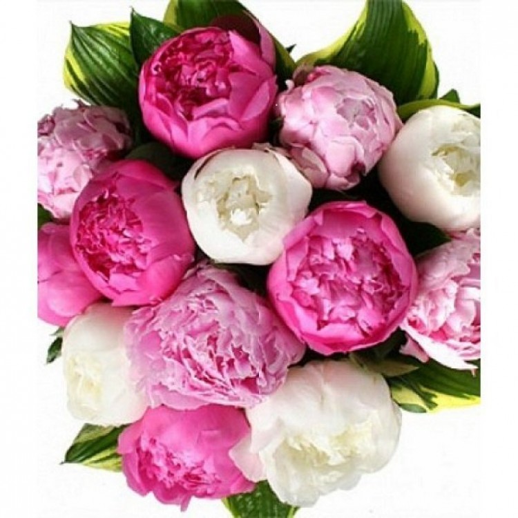 Sale Peonies mix Sale Peonies mix