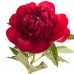 Sale Red Charm peony