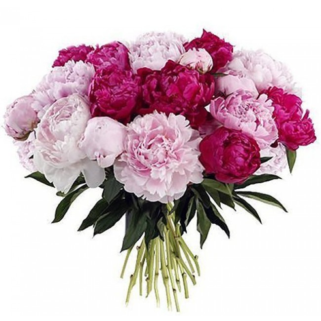 21 peonies mix