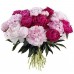 Sale 21 peonies mix