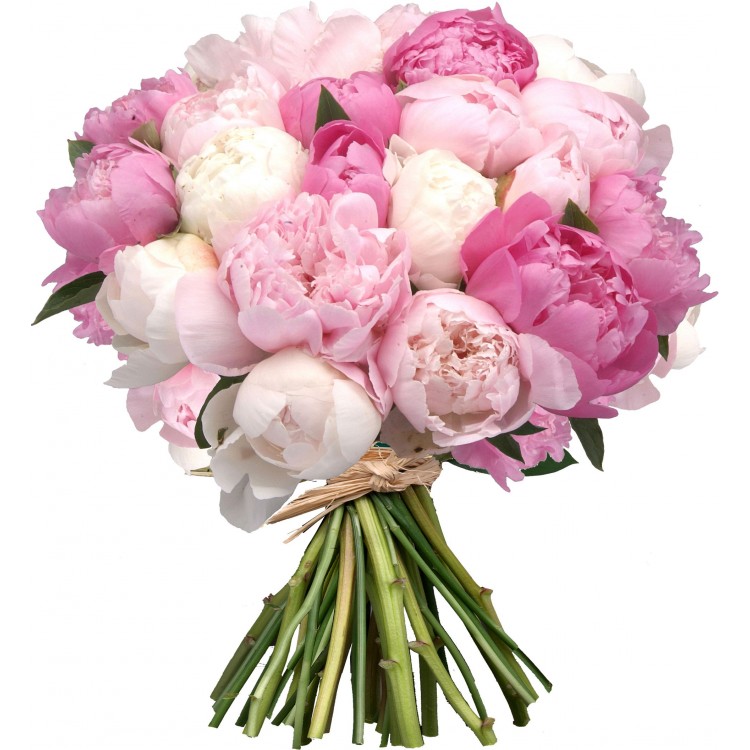 Sale  25 Peonies