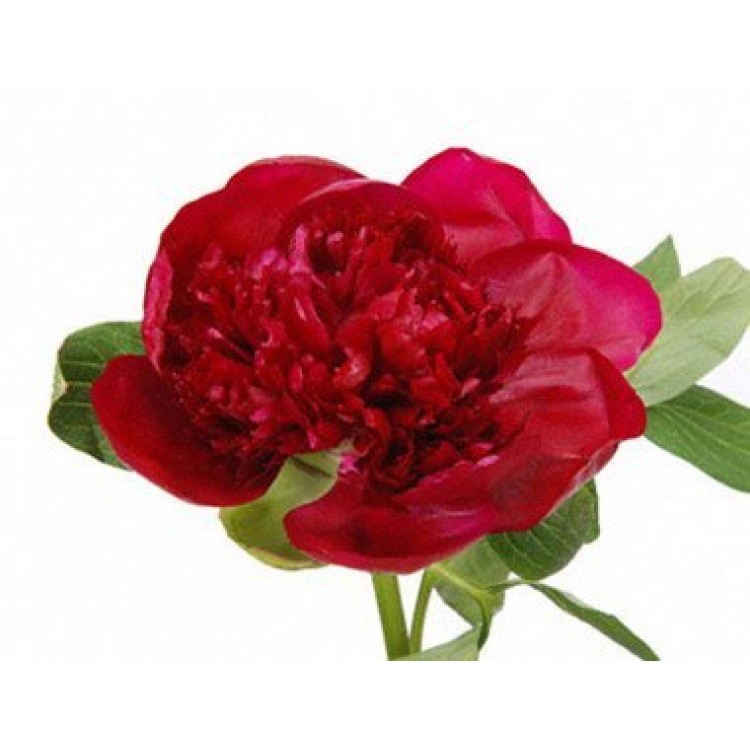 Sale Burgundy peony
Sale Burgundy peony