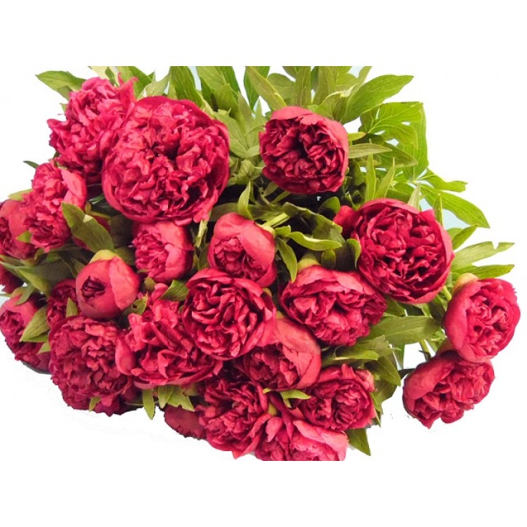Sale Burgundy peony
