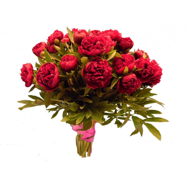 Sale Burgundy peony
Sale Burgundy peony