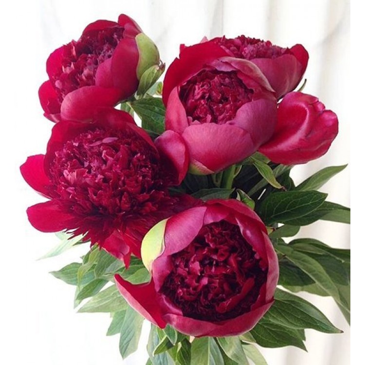 Sale Red Charm peony