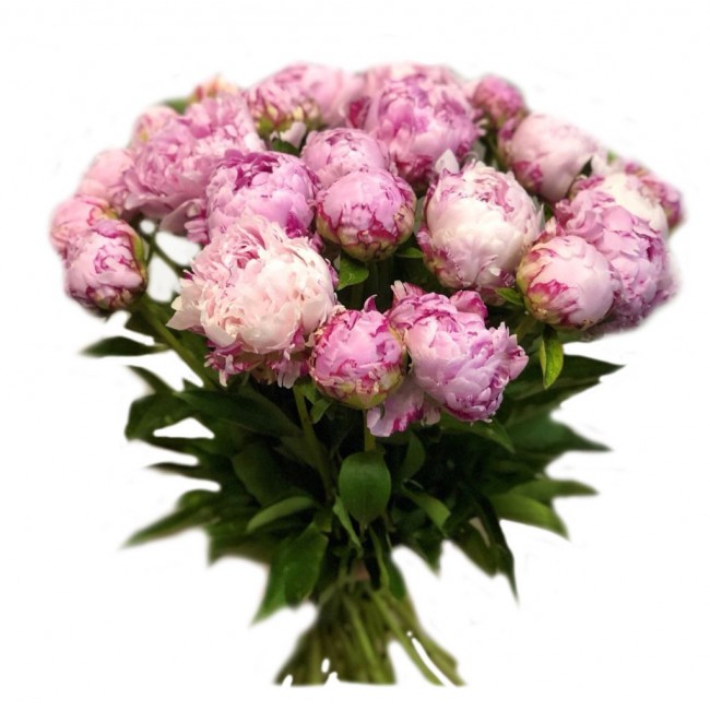 25 Peonies Sarah Bernhardt