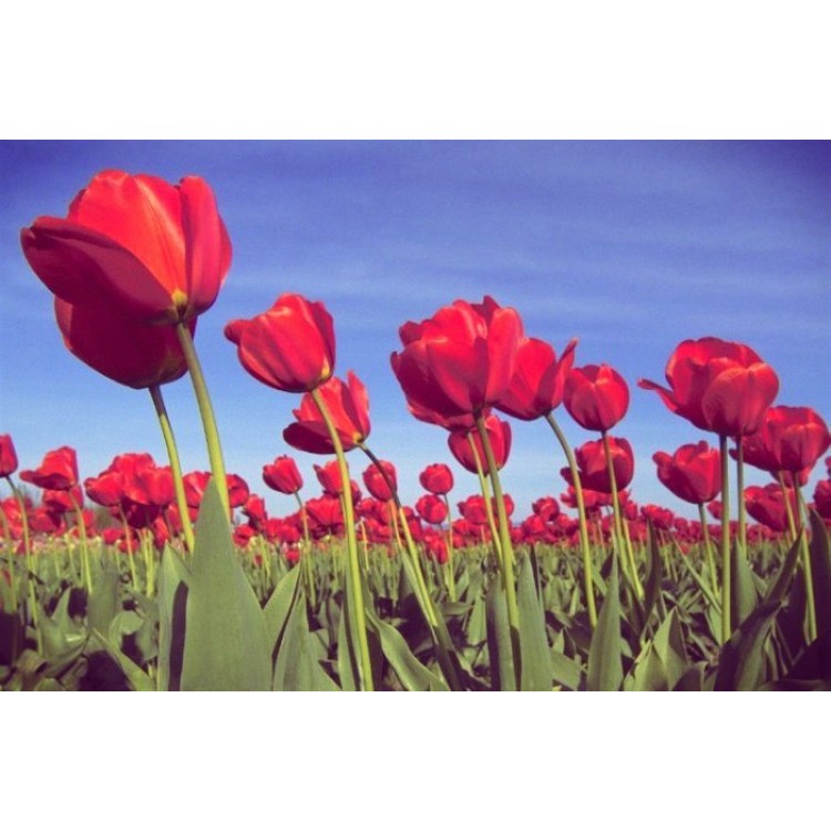 We care for tulips correctly