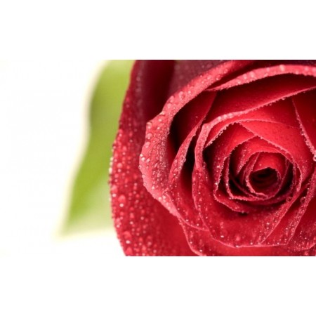 Как выращивать и ухаживать за розами: каким болезням подвержены королевские цветы?