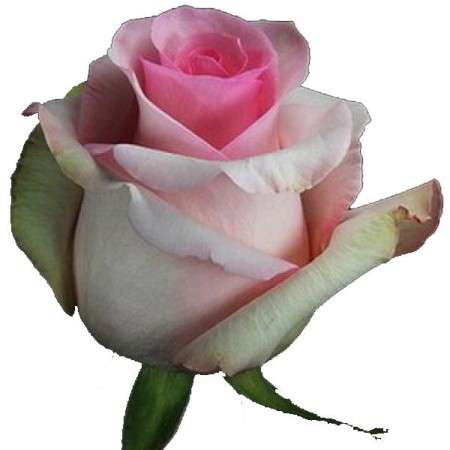 Купить Розы Nena 50 см