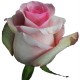 Розы Nena 50 см