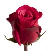 Розы Cherry-O 50 см