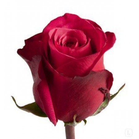 Купить Розы Cherry-O 50 см
