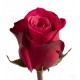 Розы Cherry-O 50 см