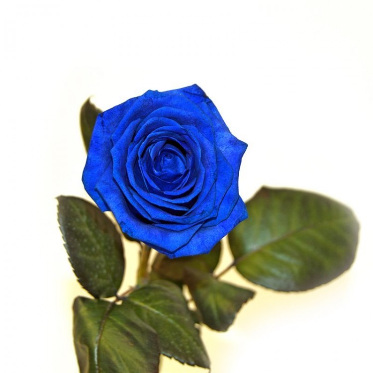 Sale Blue Roses 60 cm Sale Blue Roses 60 cm