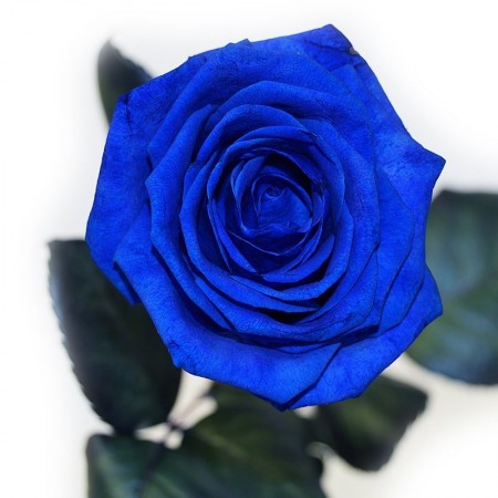 Розы 60 см Синие