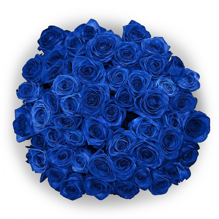 Sale 51 Blue Roses Sale 51 Blue Roses
