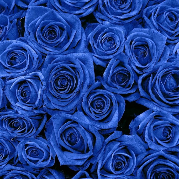 Sale 51 Blue Roses Sale 51 Blue Roses