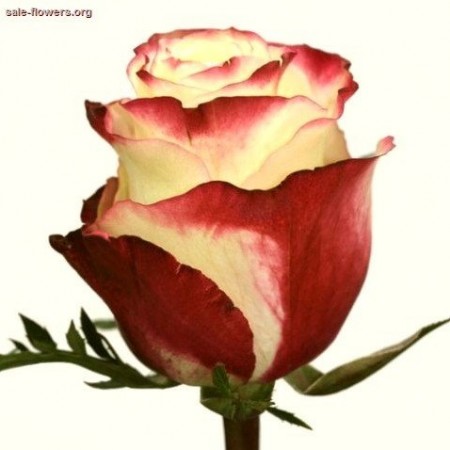 Купить бело-красные розы Sweetness