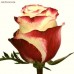 Sale bicolor  Roses 50 cm Sweetness