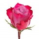 Розы Deep Purple 50 см