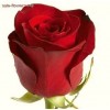 Red Roses 50 cm Freedom