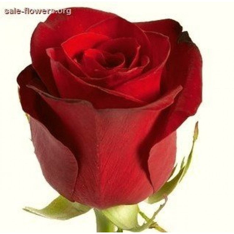 Sale Red Roses 50 cm Freedom