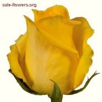 Розы Mohana 50 см
