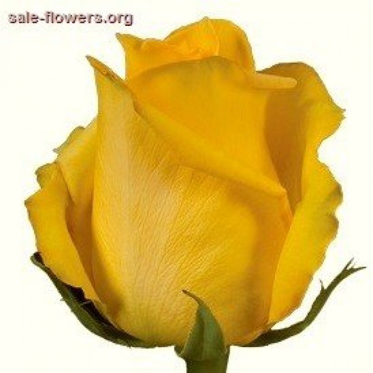 Sale Roses Mohana 50 сm
Sale Roses Mohana 50 сm