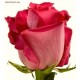 Розы Topaz 50 см