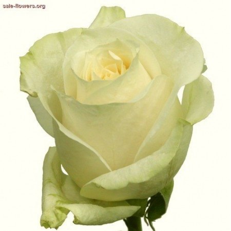 Купить белые розы Mondial