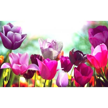 Caring for tulips in the garden