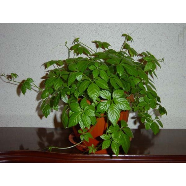 Как выращивать циссус дома