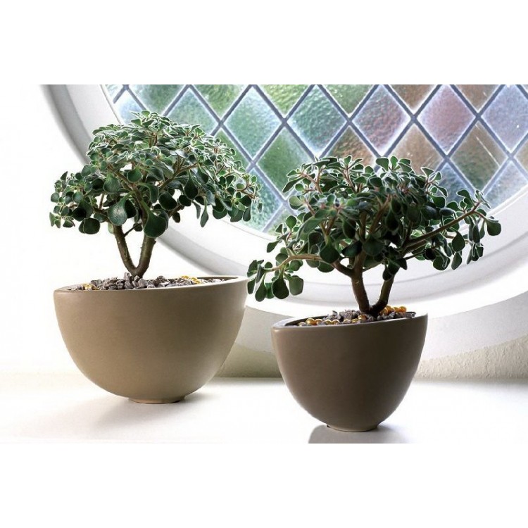 Choosing homely plants unpretentious Choosing homely plants unpretentious