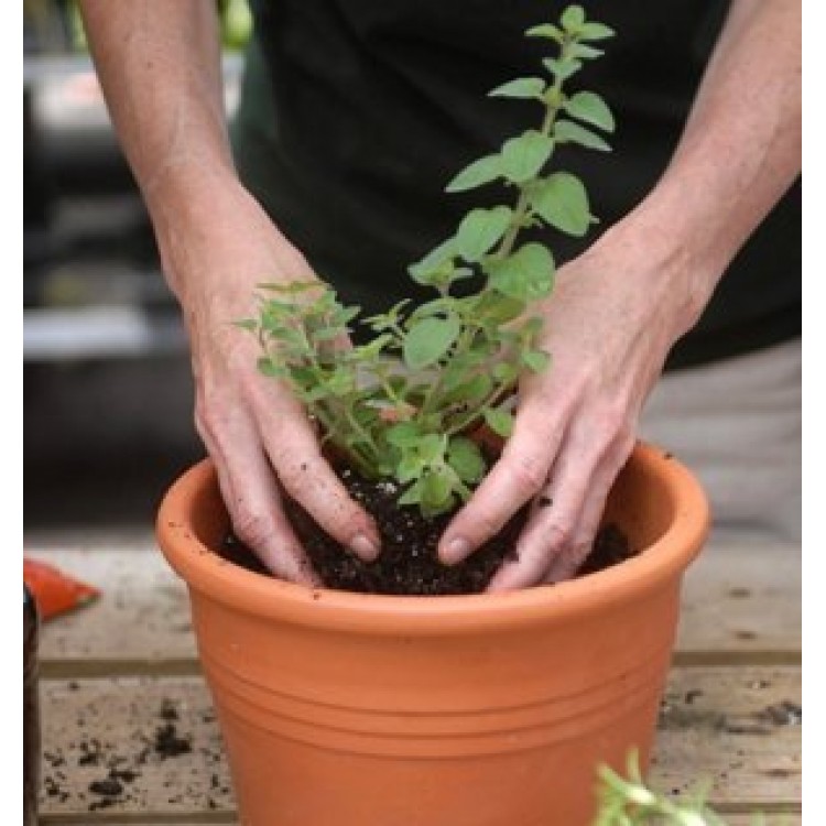 Как правильно пересаживать цветы дома