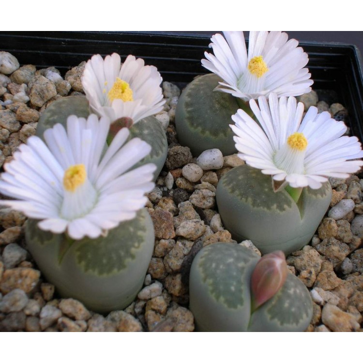 Как выращивать литопс Как выращивать литопс