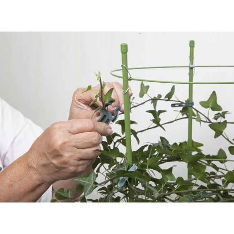 Как выращивать и ухаживать за комнатным плющом для вашего дома