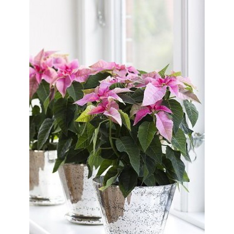 Как ухаживать за комнатными растениями в зимний период Как ухаживать за комнатными растениями в зимний период